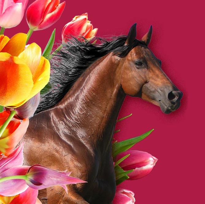 Melbourne Cup image